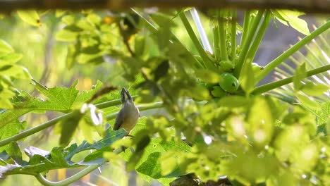 Observación-De-Aves-Saltator-Pájaro-Gris-Oliva-Come-En-Papaya-árbol-Verde-Frutas-Flores-En-Primer-Plano-Volando,-Fondo-Ondeando-El-Viento