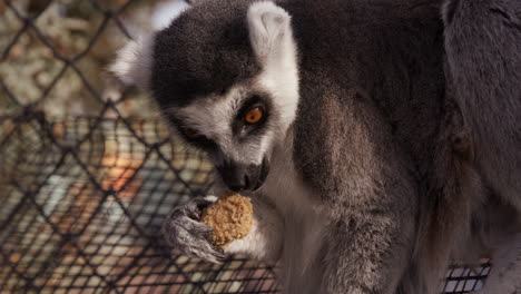 Lémur-Comiendo-Galleta-En-El-Recinto-Del-Zoológico---Plano-Medio