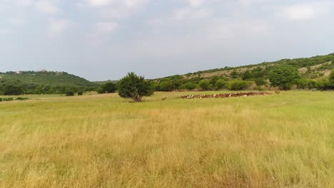 View-of-Croatian-countryside,-focusing-on-an-open-field-with-a-herded-group-of-animals-below-a-hillside