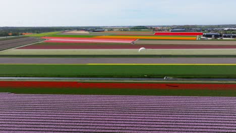 Kiteboarder-Auf-Dem-Kanal-Zwischen-Bunten-Blumenfeldern-In-Holland,-Luftaufnahme