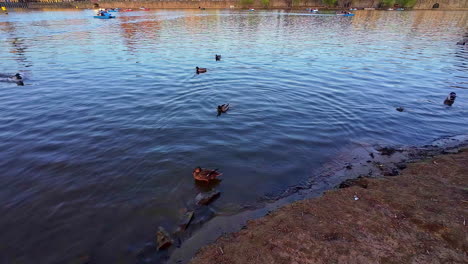 Lakeshore-scene-with-ducks-swimming-around-and-pedal-boats-floating
