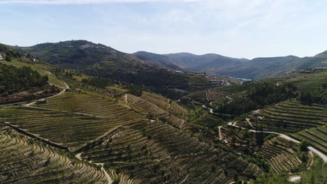 Viñedos-Verdes-En-Terrazas-De-Montaña-En-La-Región-Del-Duero-Al-Norte-De-Portugal