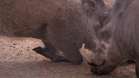 Warthogs-kneeling-to-eat-food-off-ground---close-up