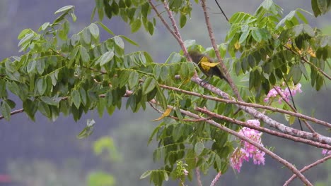 Wild-grey-bird-drying-itself-under-the-rain-in-a-tropical-south-american-forest