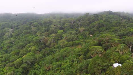 Aerial-jungle-dense-Caribbean-forest-Santa-Marta-Colombia,-birds-flying