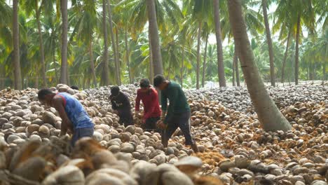 Group-of-skilled-teenage-farm-workers-peeling-dried-coconuts-traditionally-at-coconut-farm,-Heap-of-dried-coconuts,-South-India