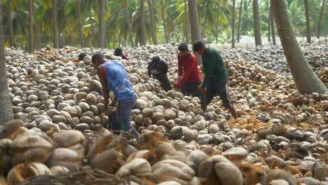 Trabajadores-Agrícolas-Adolescentes-Calificados-Pelando-Cocos-Secos-Tradicionalmente-En-Granjas-De-Cocos,-Montón-De-Cocos-Secos,-Sur-De-La-India