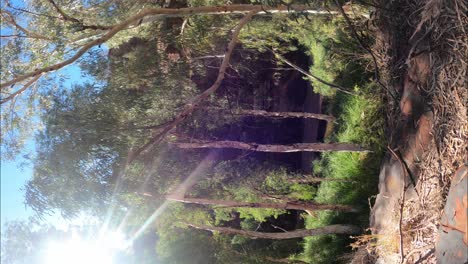 Vertical-time-lapse-shot-of-Vegetation-in-Dales-Gorge-in-Karijini-national-park,-Western-Australia