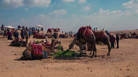 Tourists-with-camels-in-desert-in-Giza,-Egypt-on-a-hot-summer-day