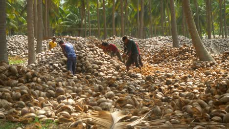 Adolescentes-Trabajadores-Agrícolas-Pelando-Cocos-Secos-Tradicionalmente-En-Granjas-De-Coco,-Montón-De-Cocos-Secos,-Sur-De-La-India