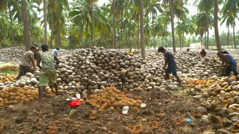 Group-of-skilled-teenage-farm-workers-peeling-dried-coconuts-traditionally-at-coconut-farms,-Heap-of-dried-coconuts-field,-South-India