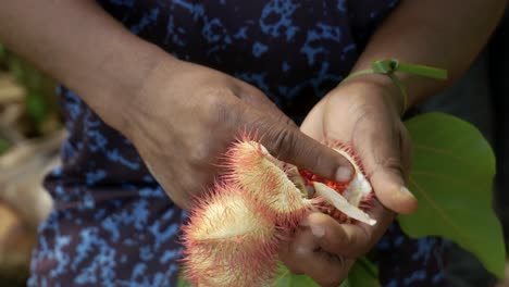 Manos-Masculinas-De-Zanzíbar-Recogiendo-Semillas-De-Frutos-De-árbol-De-Lápiz-Labial-Rojo-De-Achiote-Reducidos-A-La-Mitad-Y-Coloreando-Labios