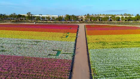 Blumenfelder-Von-Carlsbad-Nach-Der-Schließung-Ohne-Menschen-Drohnenflug-Von-Links-Nach-Rechts-Von-Floralen-Riesigen-Tecolote-Rainunkelnabschnitten-Mit-Bunten-Streifen-An-Einem-Sonnigen-Nachmittag