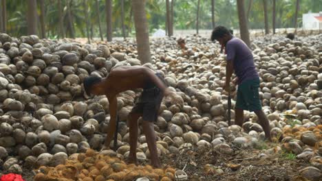 Trabajadores-Calificados-Descascarillando-Cocos-En-Un-Pelador-De-Cáscara-De-Coco-De-Hierro-Manualmente-En-Una-Granja-De-Cocos,-En-El-Sur-De-La-India