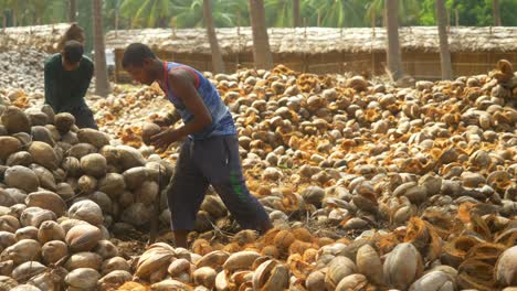 Farm-workers-peeling-dried-coconuts-traditionally-at-coconut-farms,-Heap-of-dried-coconuts-and-coir,-South-India