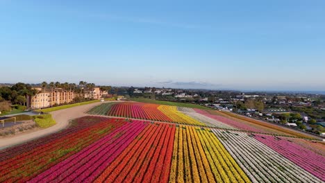 Slow-Drone-Flight-Over-Carlsbad-Flower-Fields-blue-sky-After-Hours-No-People-in-Fields-Observers-in-a-look-out-couple-of-birds-flying-through-serene-scene-hotel-overlooking-colorful-floral-rows