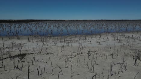 Árboles-Secos-En-El-Lago-Taarbin-Destruidos-Por-El-Aumento-De-Los-Niveles-De-Salinidad,-Australia-Occidental
