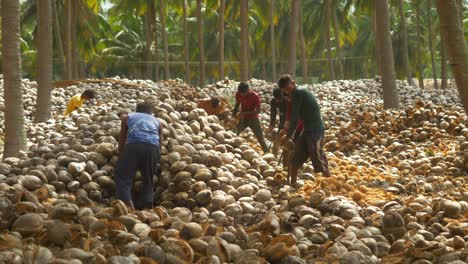 Group-of-skilled-teenage-farm-workers-peeling-dried-coconuts-traditionally-at-coconut-farms,-Heap-of-dried-coconuts,-South-India