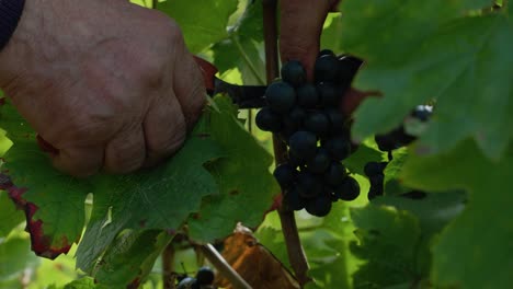 close-up-shot-of-an-old-man-hands-cutting-black-grape-during-grape-harvest-on-a-sunny-day