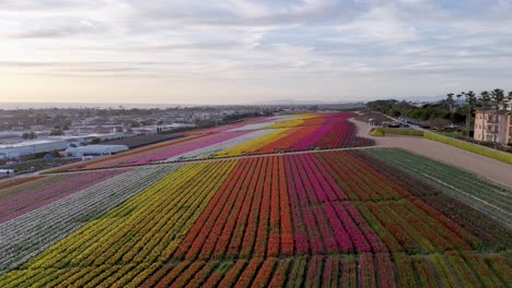 Carlsbad-Flower-Fields-Drone-Flight-From-Upper-Right-To-Lower-Left-of-Ranunculus-Flowers-in-sections-and-stripes-of-colors-after-hours-with-no-people-ocassional-bird-flying-over