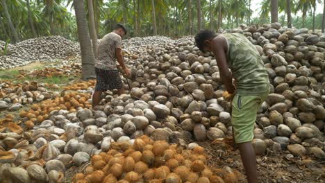 Adolescentes-Trabajadores-Agrícolas-Pelando-Cocos-Secos-Tradicionalmente-En-Granjas-De-Coco,-Montón-De-Cocos-Secos,-Sur-De-La-India