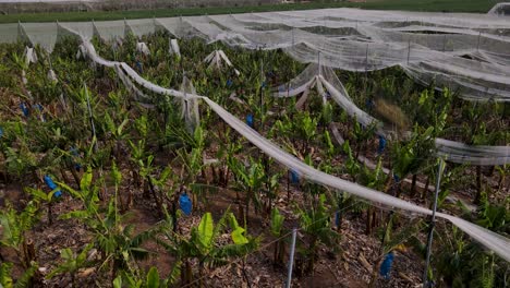 Bananenplantage-Mit-Tausenden-Von-Insekten,-Die-Darüber-Fliegen