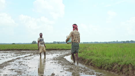 Indian-male-farmers-spreading-paddy-grains-in-the-agricultural-field