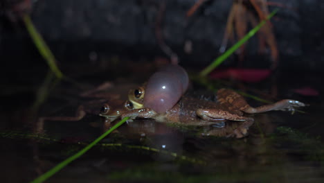 Aufnahme-Aus-Niedriger-Perspektive-Eines-Quakenden-Frosches,-Der-Nachts-Versucht,-Sich-Mit-Einem-Weiblichen-Frosch-Zu-Paaren