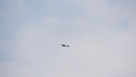 Brahminy-kite-bird-Flying-against-a-backdrop-of-blue-sky---Tracking-Shot