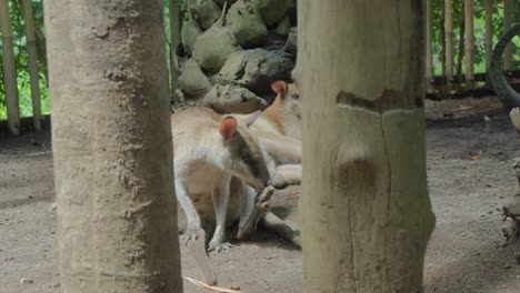 Red-necked-wallaby-grooming-itself,-licking-its-paw-while-nestled-between-two-tree-trunks