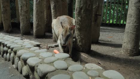 Medium-shot-of-a-red-necked-wallaby-eating-a-carrot