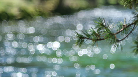 A-pine-branch-in-the-foreground-with-a-blurry-river-in-the-background-creating-a-bokeh-effect