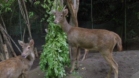Two-deer-nibbling-on-green-leaves-from-a-feeding-trough