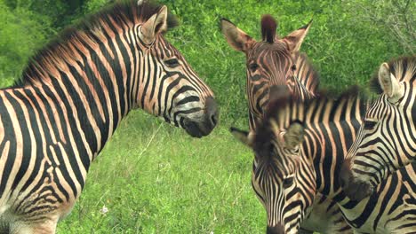 Eine-Kleine-Herde-Zebras-Interagiert-Aus-Nächster-Nähe-Im-Krüger-Nationalpark