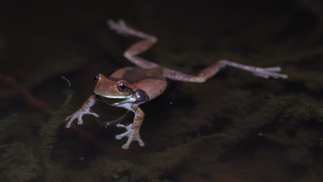 Nahaufnahme-Eines-Frosches,-Der-Auf-Der-Oberfläche-Eines-Teiches-In-Panama-Schwimmt