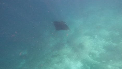 POV-GoPro-Aufnahmen-Eines-Riesigen-Mantarochens,-Der-Anmutig-Unter-Wasser-Schwimmt