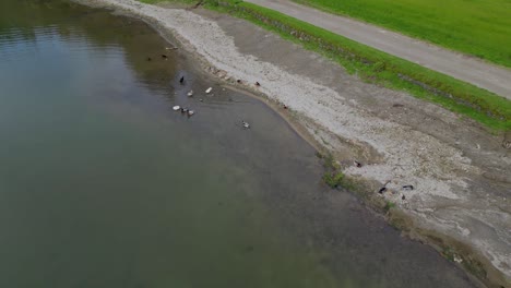 Vista-Aérea-De-Patos-Tranquilos-Descansando-En-La-Orilla-Del-Río-En-Las-Siete-Ciudades-De-Las-Azores