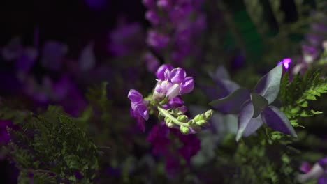 Strauß-Natürlicher-Lila-Blumen-Zur-Dekoration-Von-Veranstaltungen,-Antirrhinum-Australe-Rothm