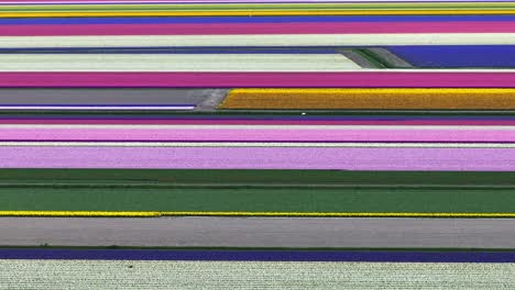 Beautiful-differently-colored-rows-of-tulips-on-field,-wide-aerial-pan