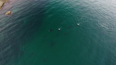 Vista-Aérea-De-Una-Manada-De-Delfines-Nadando-En-El-Océano-Pacífico-En-Baja-California,-México.