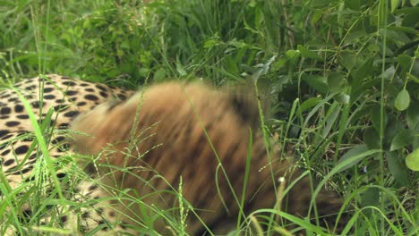 Ein-Gepard-Ruht-Sich-Im-Gras-Aus-Und-Dreht-Sich-Auf-Den-Rücken