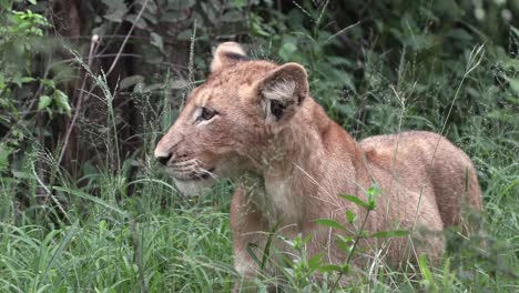 A-young-lion-cub-observes-something,-sniffing-the-air-while-waiting-for-the-adults