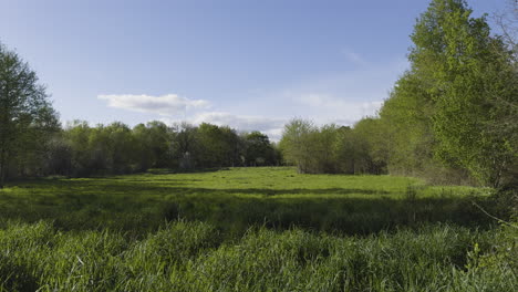 Vibrant-spring-time-field-with-beautiful-lush-green-flowing-vegetation-under-blue-sky,-Galicia-Spain