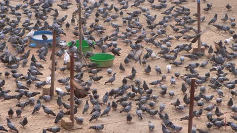 Pigeons-arriving-looking-for-food,-Boudhanath-Temple,-Kathmandu,-Nepal