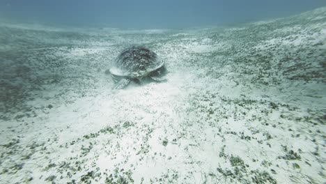 Shallow-ocean-water,-Green-Sea-Turtle-moving-slowly-along-the-sandy-floor