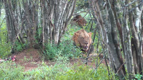 Male-lions-rest-in-the-shade-of-a-densely-forested-part-of-the-game-reserve