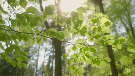 Grüne-Blätter-Der-Bäume-Rascheln-Im-Wind-An-Einem-Sonnigen-Tag-Im-Wald