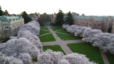 Drone-rising-over-pink-Cherry-trees,-revealing-the-Quad-at-the-University-of-Washington