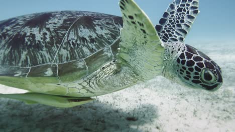 Flache-Gewässer-Der-Philippinen,-Schöne-Grüne-Meeresschildkröte-Schwimmt