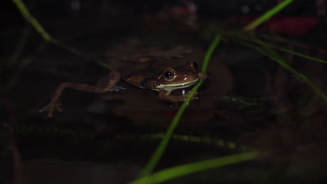 low-angle-shot-of-a-frog-floating-near-the-shore-of-a-tropical-pond-in-Panama